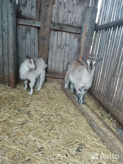 Козлята