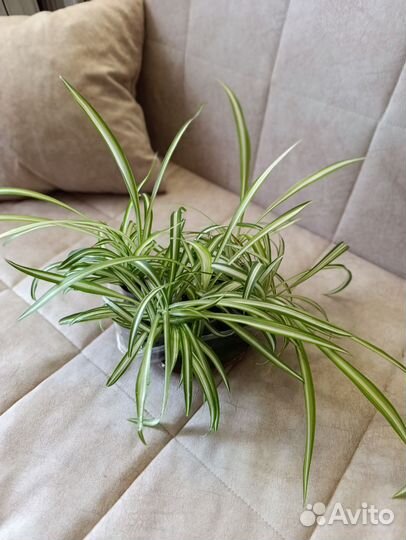 Хлорофитум