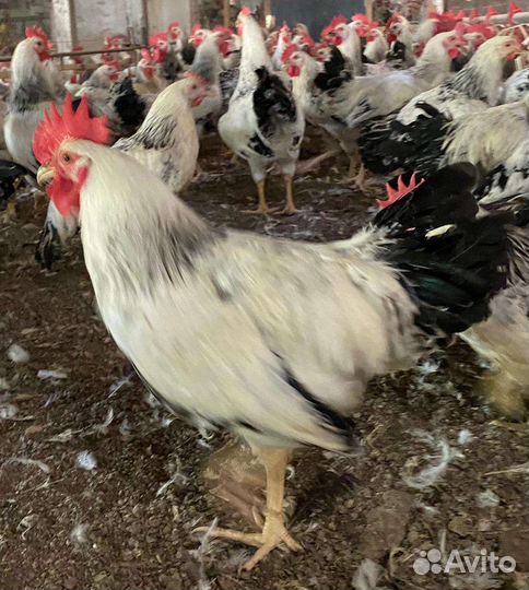 Петушки домашние молодые