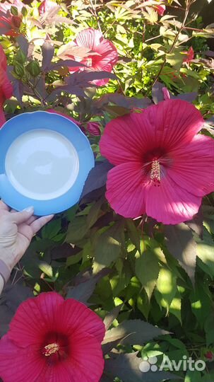 Королевский гибискус