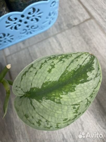 Н-Джой, Green эпипремнум