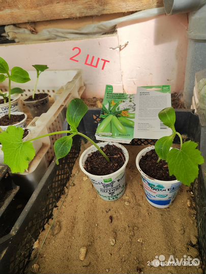 Рассада овощей