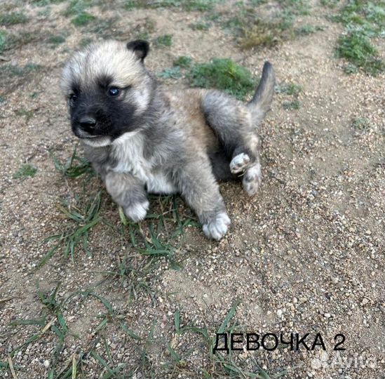Щенки в добрые руки