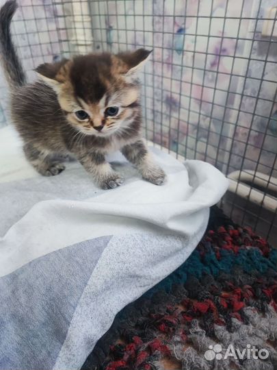 Котята шотландская шиншилла