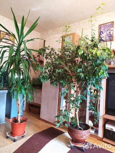 Фикусы и Юкка - огромные деревья