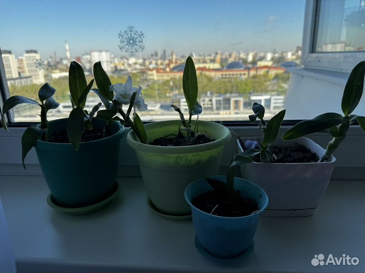 Орхидея дендробиум