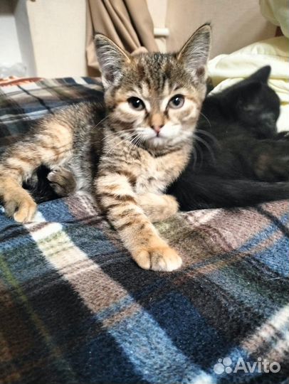 Подкинули котят