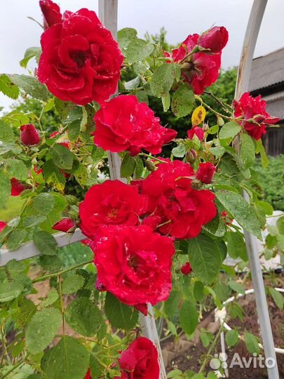 Плетистая роза