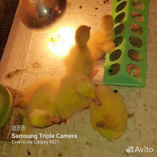 Гусята суточные