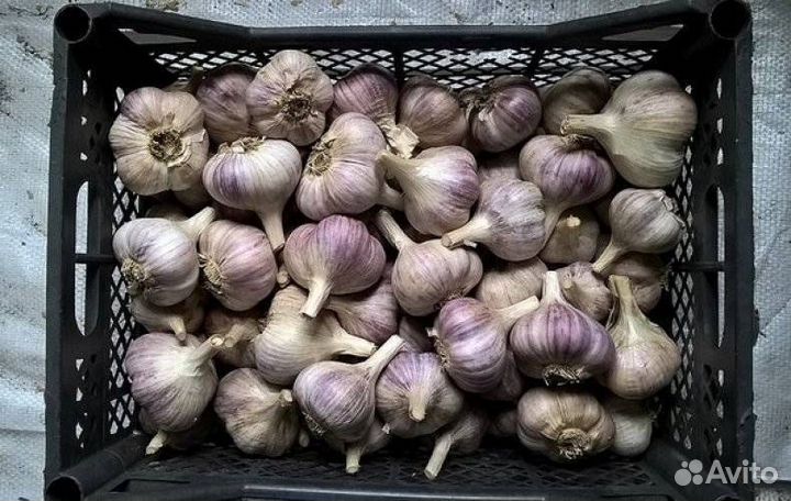 Продам чеснок