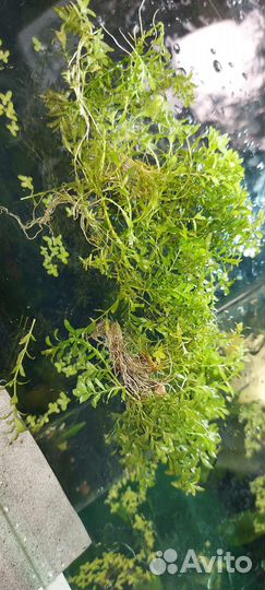 Аквариумные растения