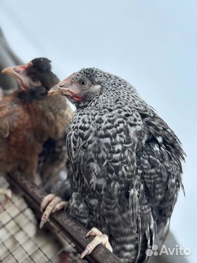 Куры несушки розница и опт