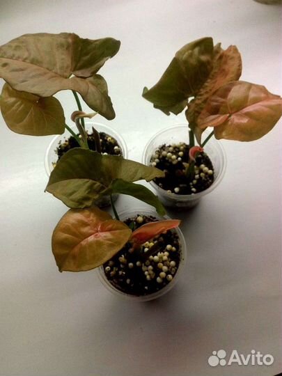 Сингониумы сортовые