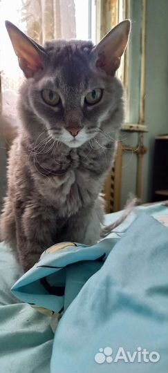 Кошка сфинкс бесплатно