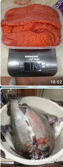 Форель на прямую с вылова с икрой