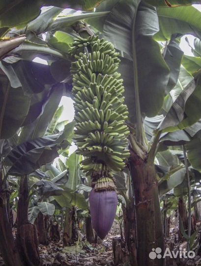 Банановые пальмы