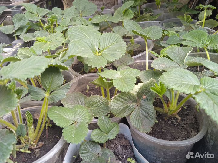 Хобби -огород