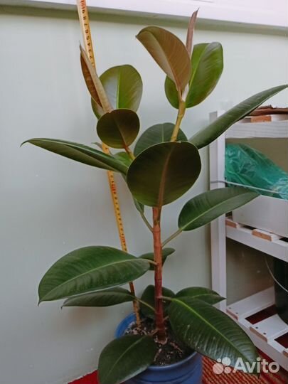 Фикус каучуконосный большой 60см