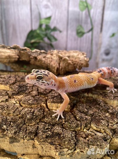 Геккон эублефар