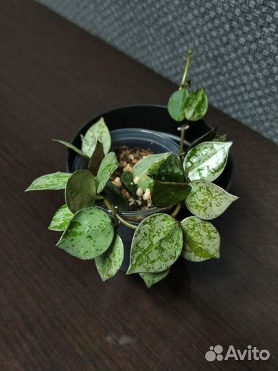 Хойи. Сильвер Доллар