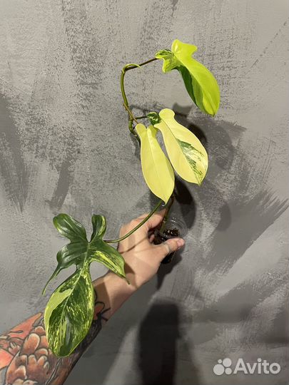 Филодендрон маска