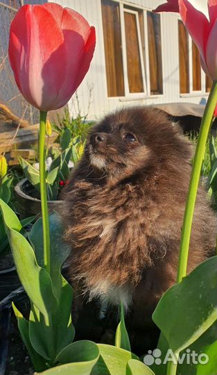 Щенок щпица