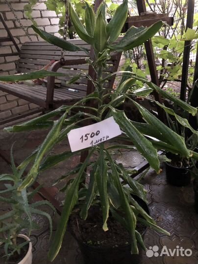 Комнатные цветы