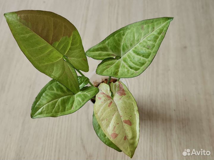 Сингониумы