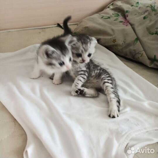 Шотландские котята