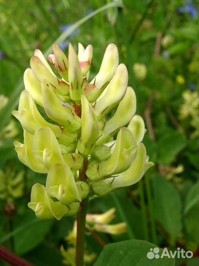 Астрагал сладколистный