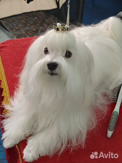 Мальтезе вязка