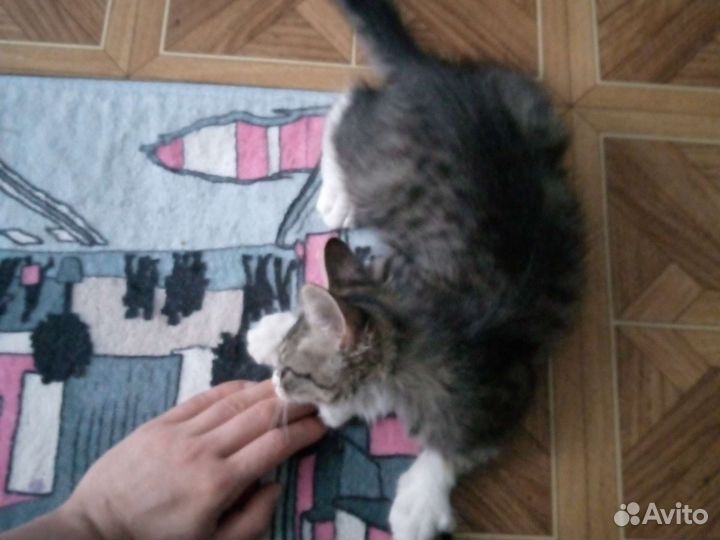 Кошка домашняя