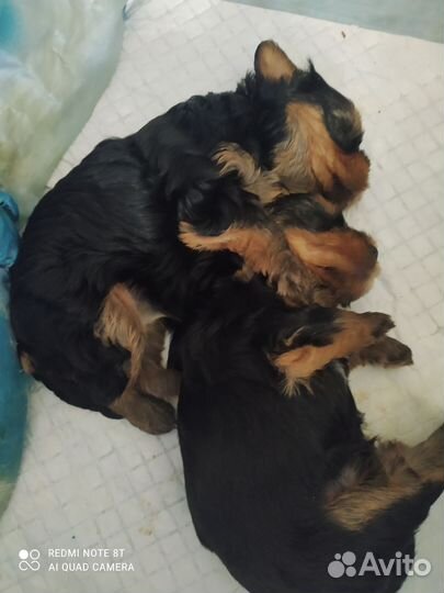 Щеночки йорка