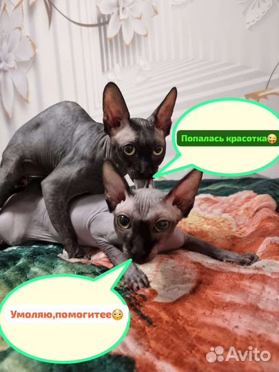 Канадский сфинкс Вязка