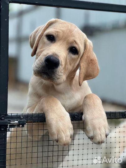 Щенки лабрадора