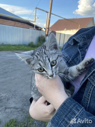 Котенок в добрые руки