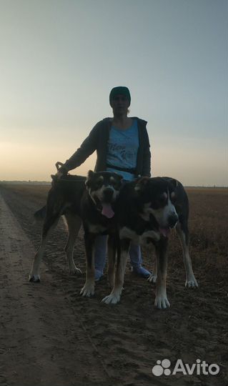 Кобель алабай