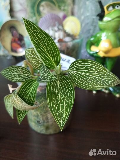 Орхидея Лудизия Альба