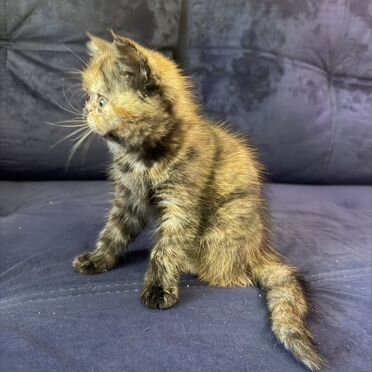 Экзотический короткошёрстный котёнок