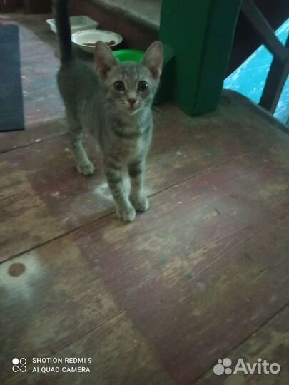 Милые котят ищут дом