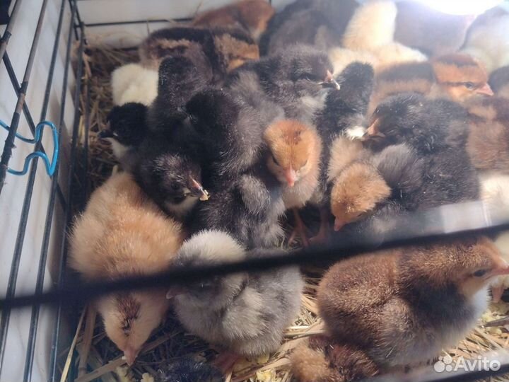 Цыплята