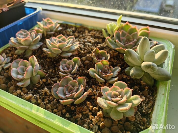 Суккуленты часть 3