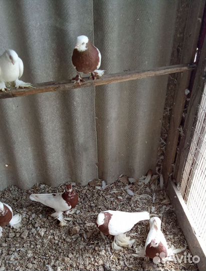 Голуби капканы Ташкентские