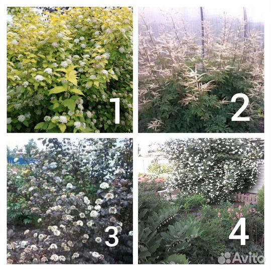 Многолетники для сада