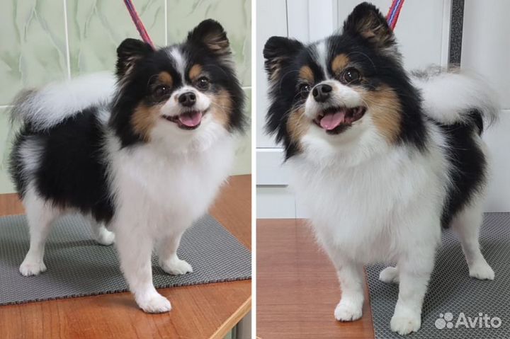 Померанский шпиц