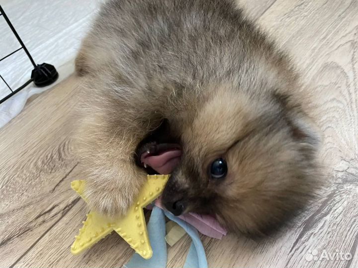 Щенок шпица