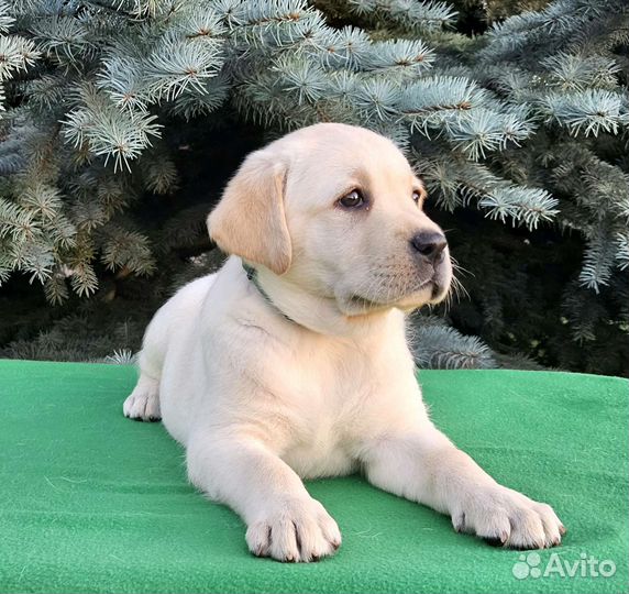 Щенки лабрадора