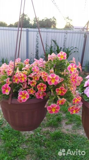 Калибрахоа семена