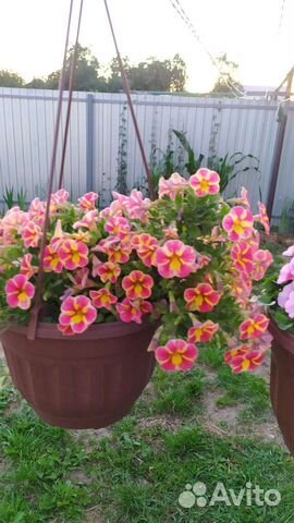 Калибрахоа семена