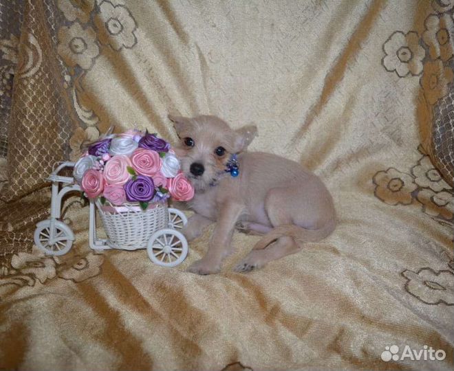 Красавчик чорка